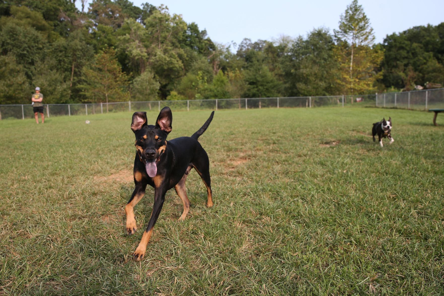 202009015_cdp_news_ dog park218.JPG